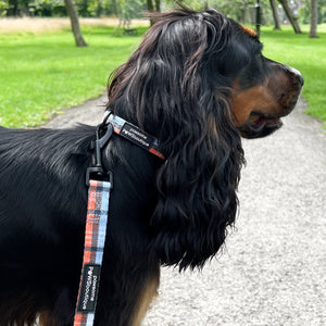 Lead - Harvest Plaid