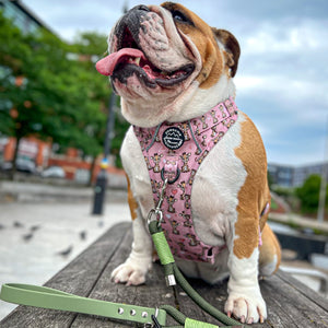 4ft Rope Lead - Khaki