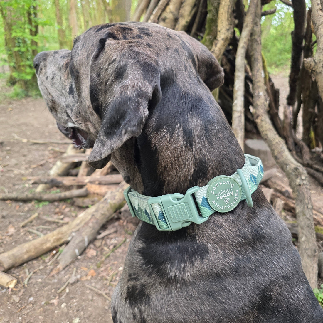 Adventure Collar - Forest Green (Size Large Only)