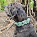 Adventure Collar - Forest Green (Size Large Only)