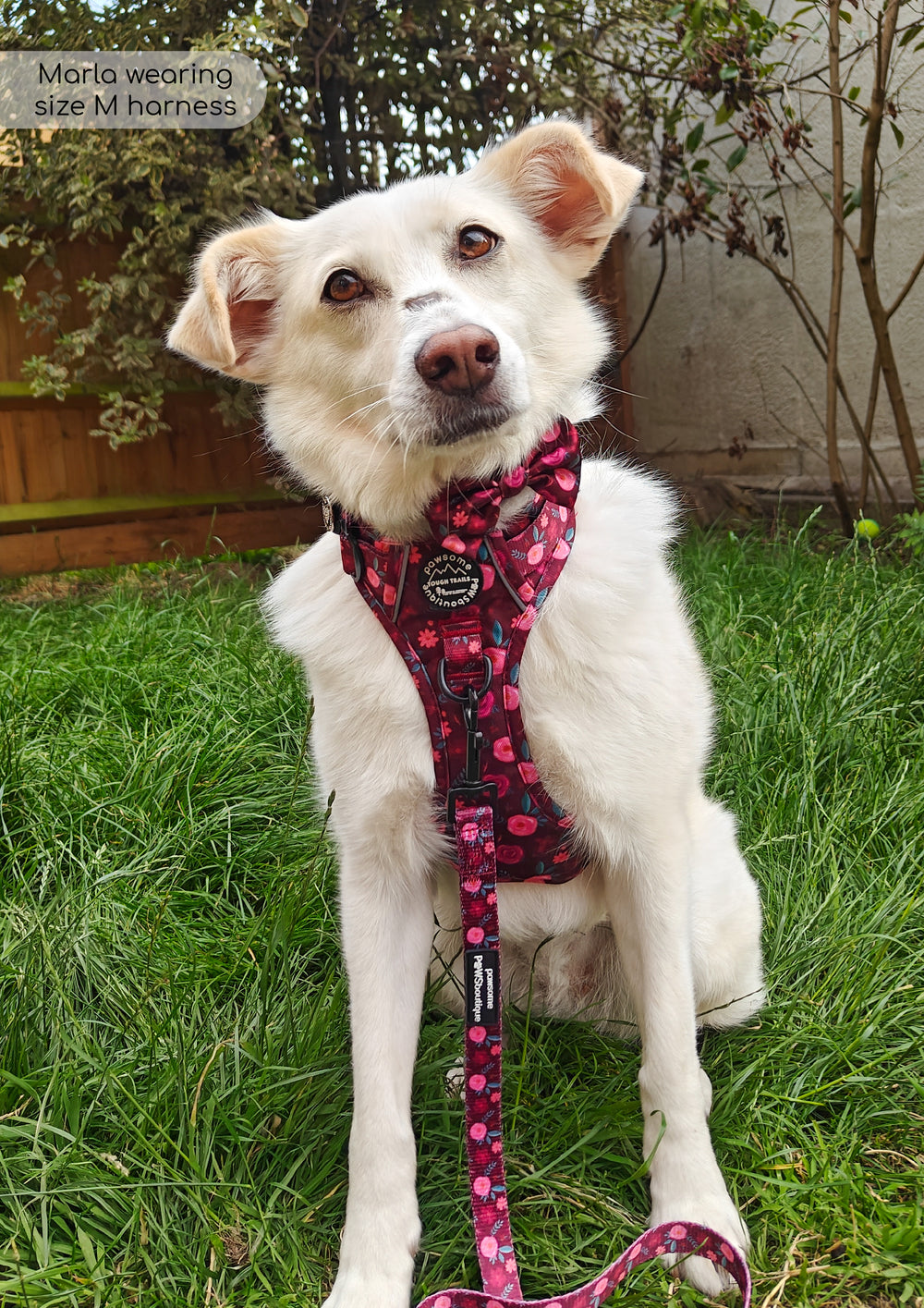 Lead - Mable's Meadow