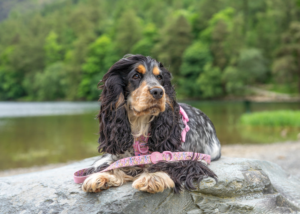 Disney© Lead - Nala