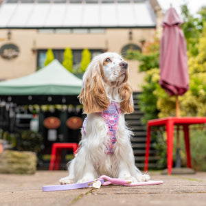 4ft Rope Lead - Emily In Paris