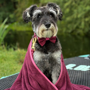Bow Tie - Walkies Ready® - Mulberry