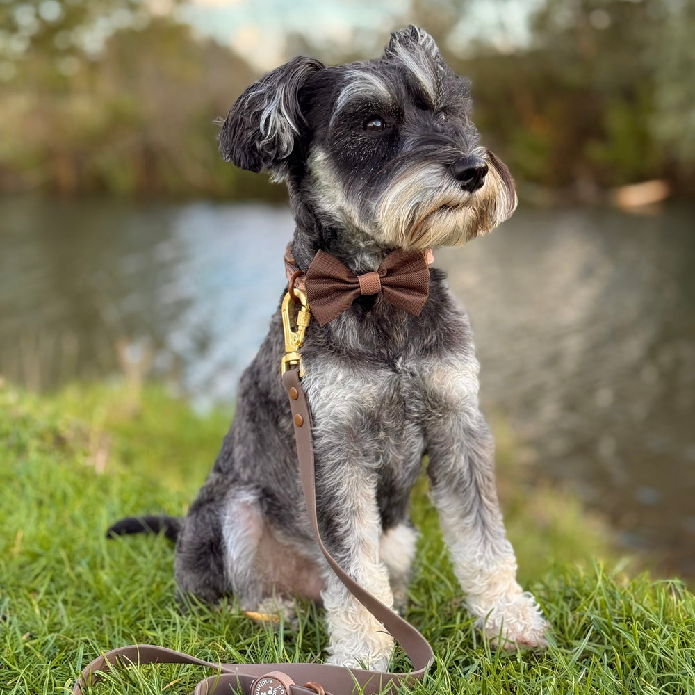 Bow Tie - Walkies Ready® - Chocolate Brown