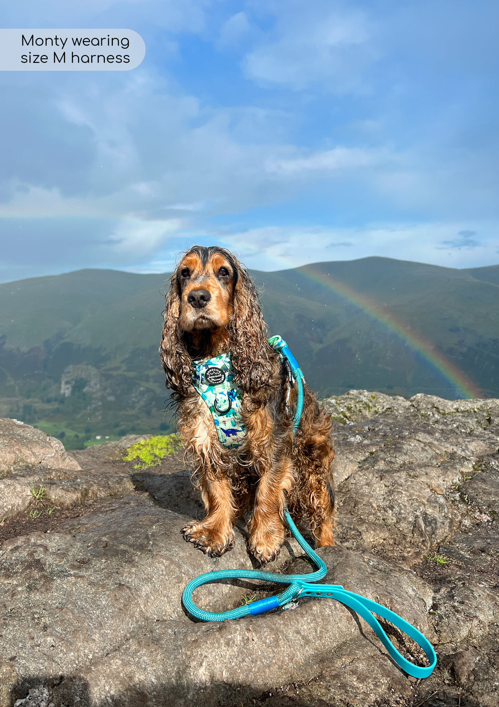 4ft Rope Lead - Teal