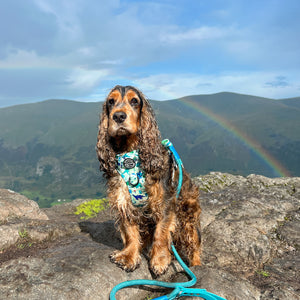 4ft Rope Lead - Teal