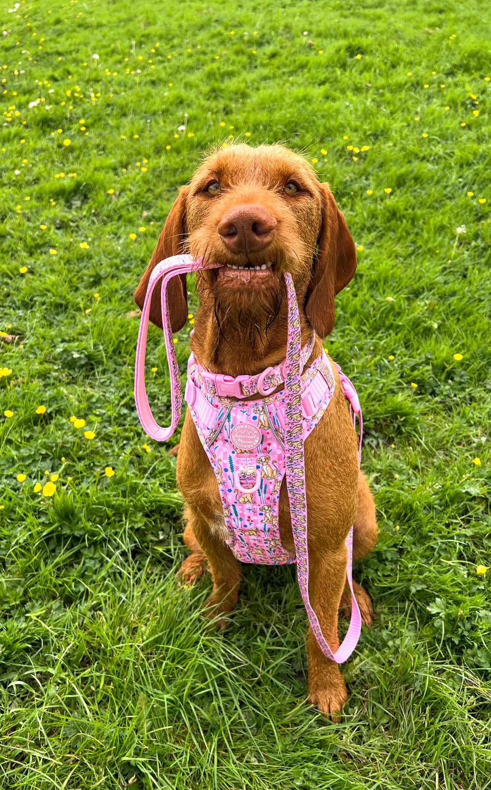 Disney© Lead - Nala