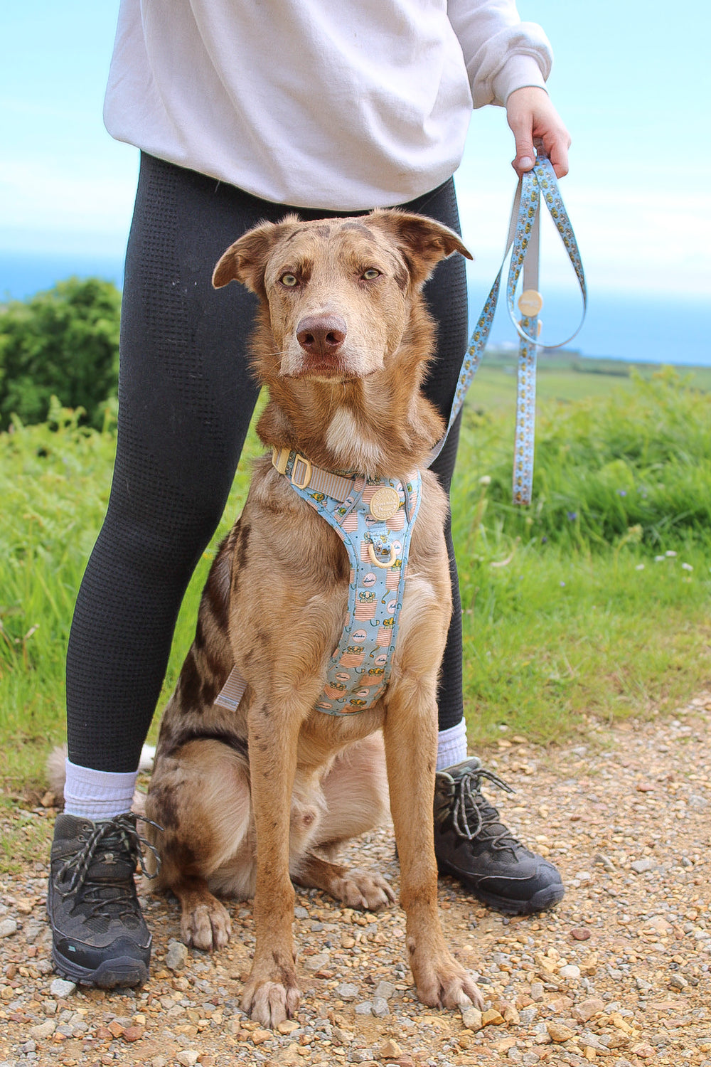 Disney© Lead - Lion Friends