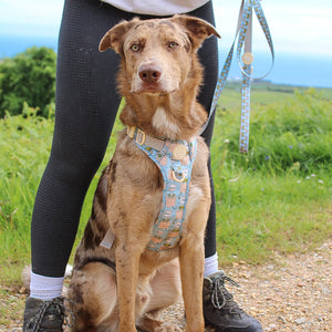 Disney© Lead - Lion Friends