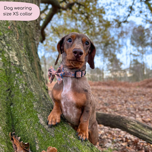 Disney© Collar - Disney Dogs