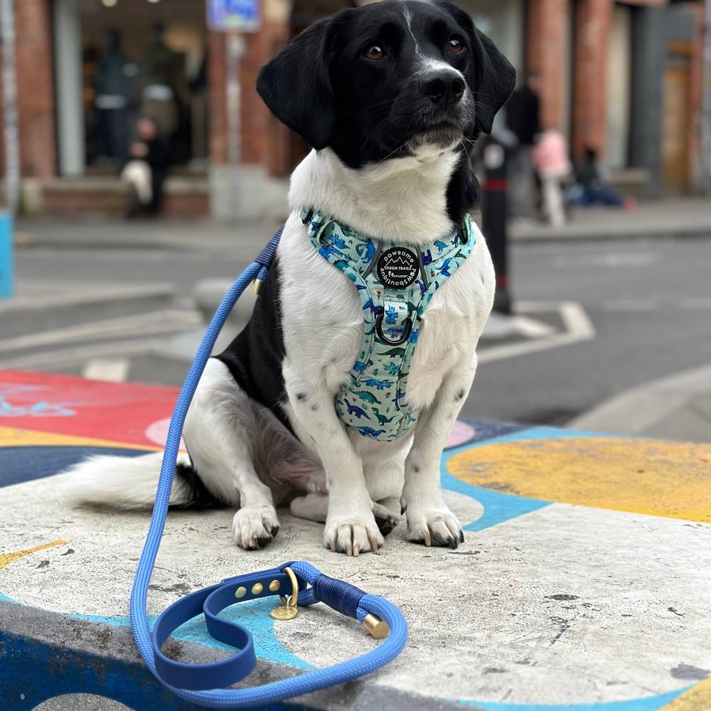 4ft Rope Lead - Walkies Ready® Cornflower Blue