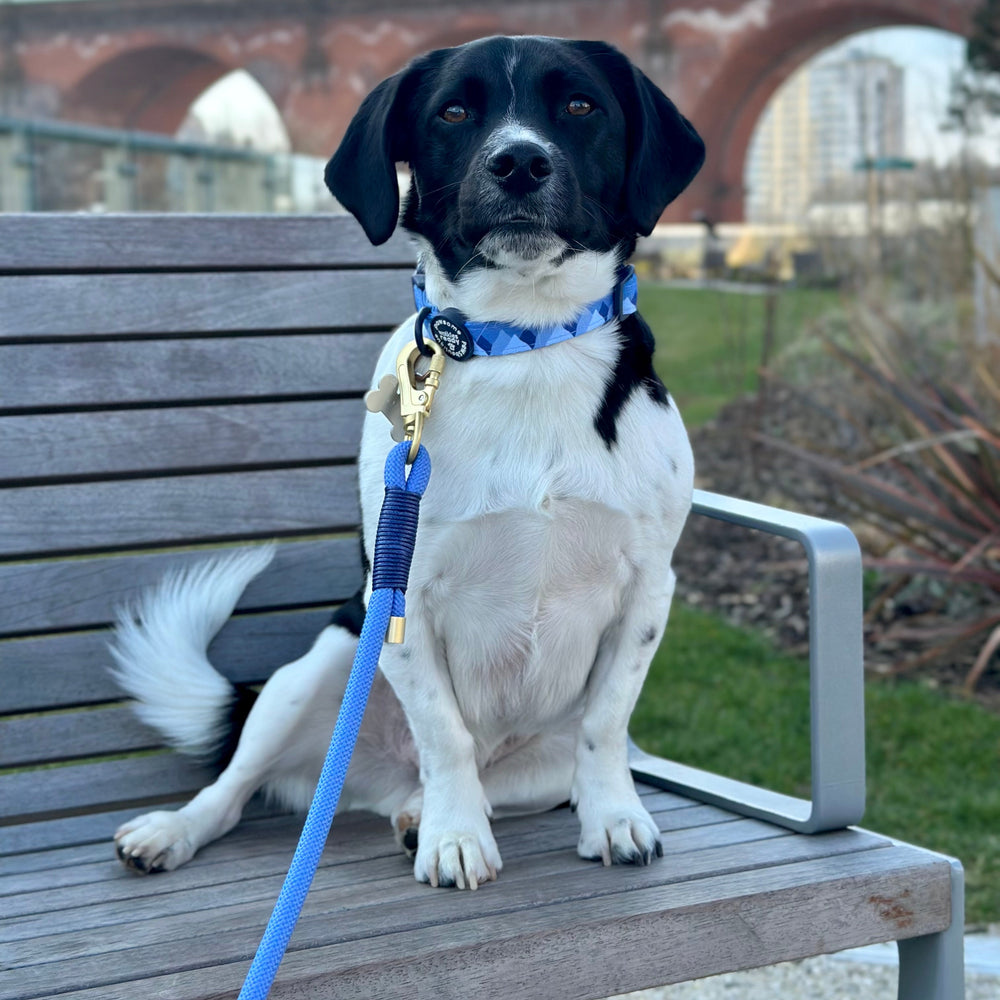4ft Rope Lead - Walkies Ready® Cornflower Blue