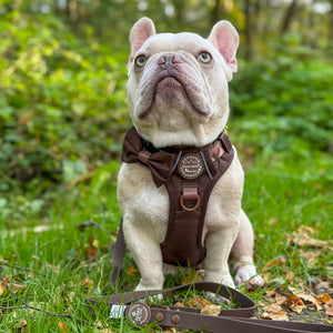 Bow Tie - Walkies Ready® - Chocolate Brown