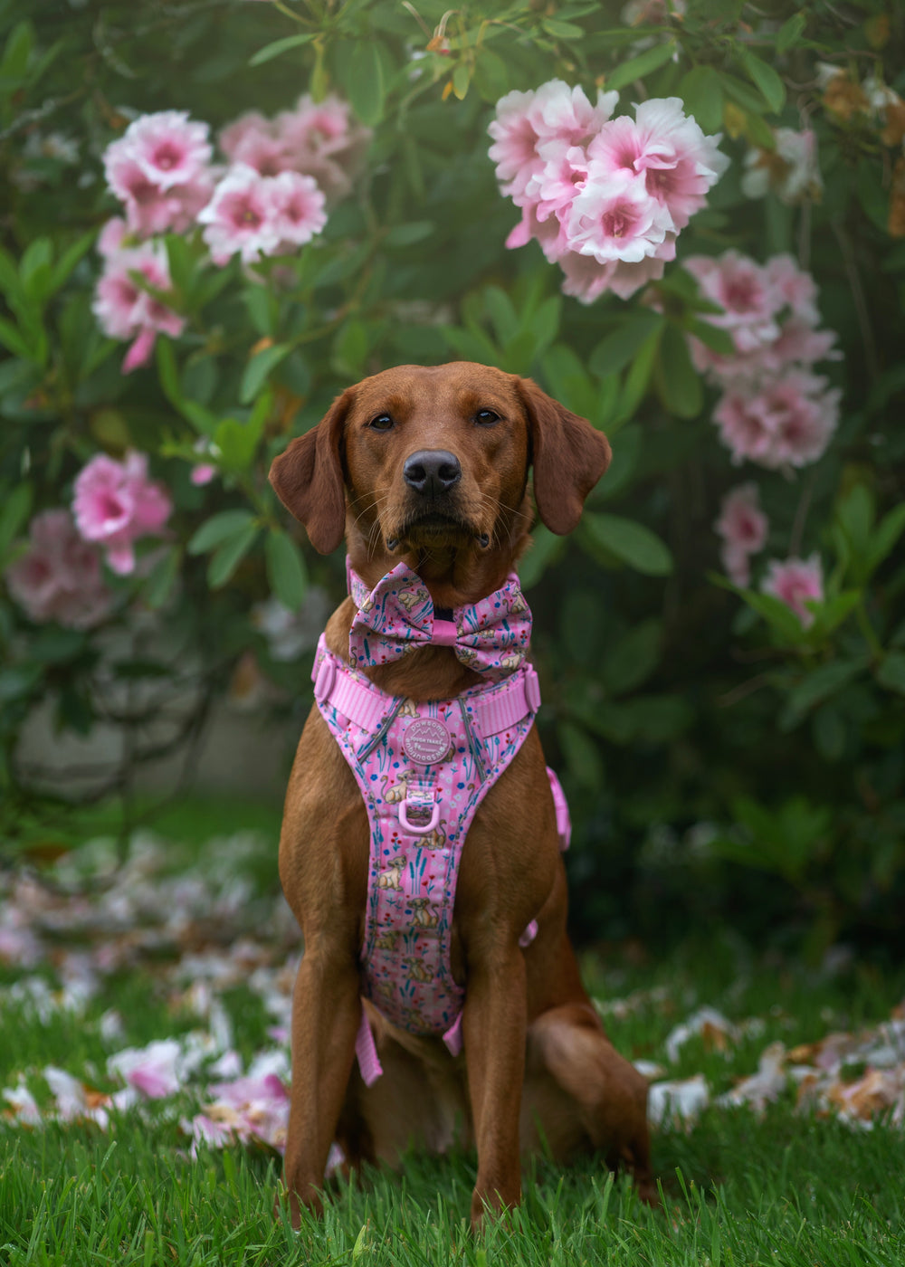 Disney© Bow Tie - Nala