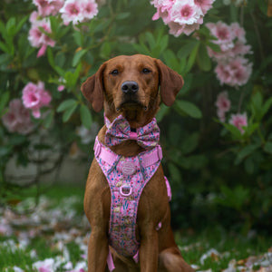 Disney© Bow Tie - Nala