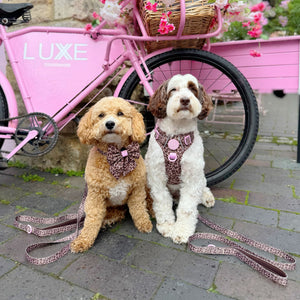 Lead - Leopard Print