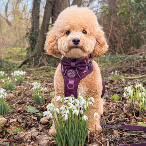 Bow Tie - Walkies Ready® - Plum