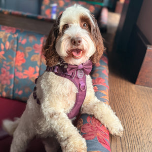 Bow Tie - Walkies Ready® - Plum