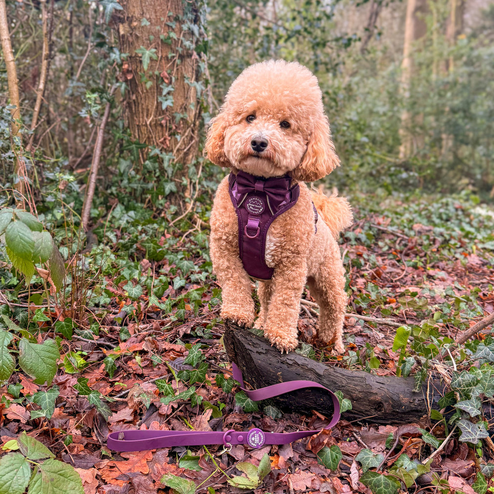 4ft Waterproof Lead - Walkies Ready® Plum