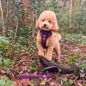 4ft Waterproof Lead - Walkies Ready® Plum