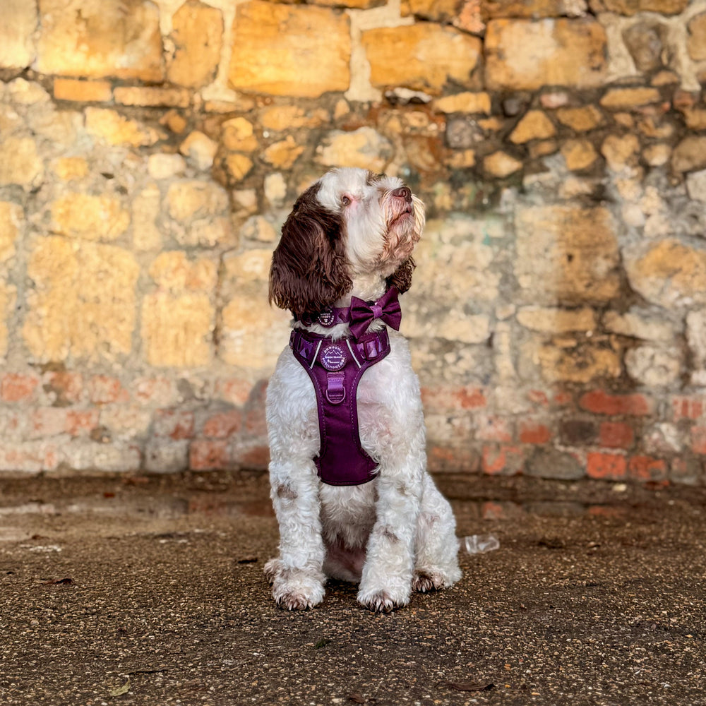 Bow Tie - Walkies Ready® - Plum
