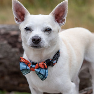 Collar - Harvest Plaid