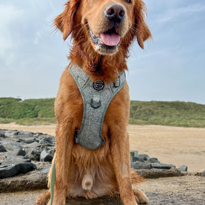 Tough Trails™ Harness - Country Thyme