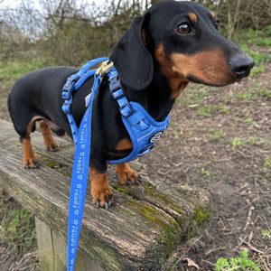 Lead - Walkies Ready® Cornflower Blue