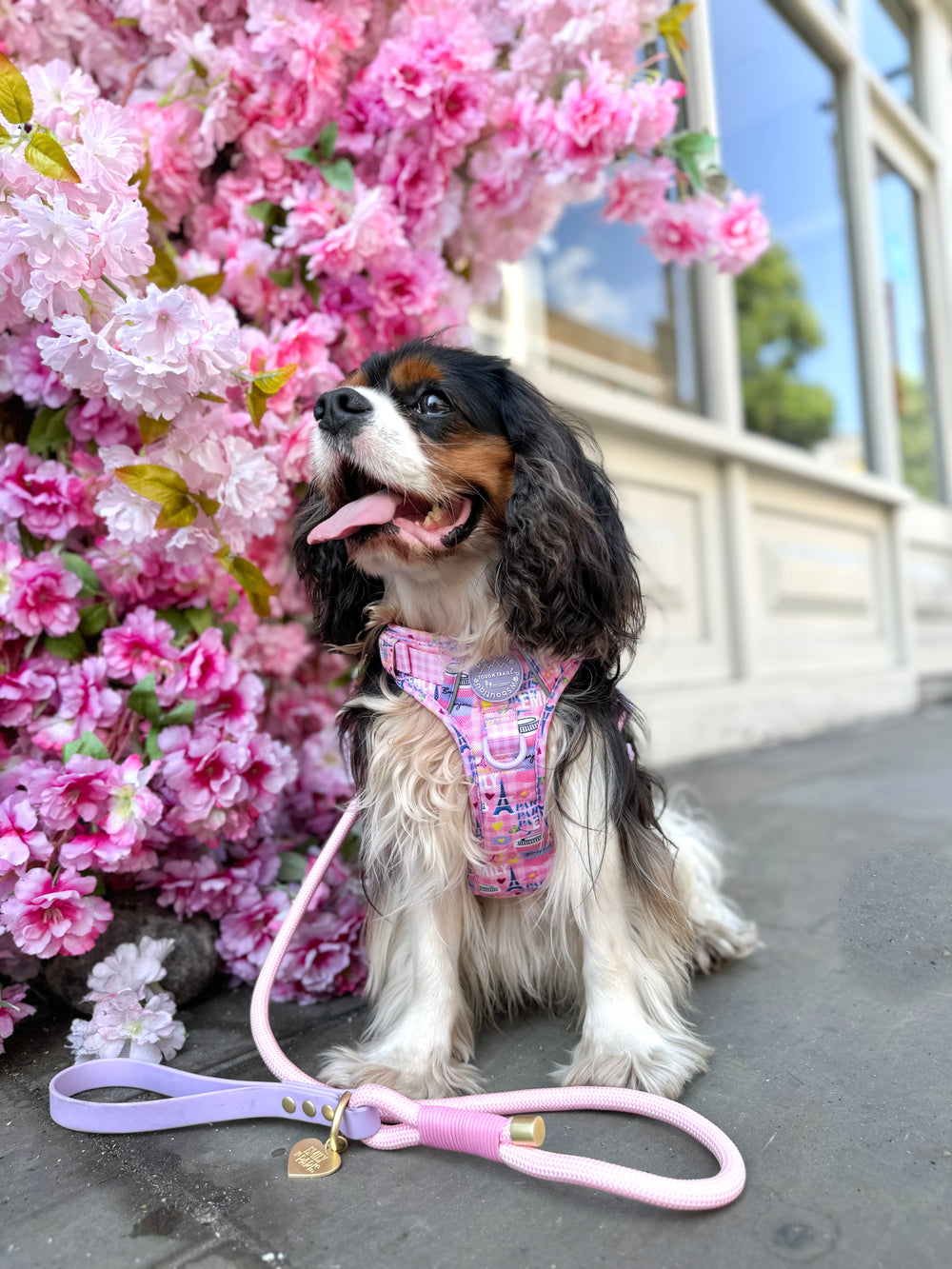 4ft Rope Lead - Emily In Paris