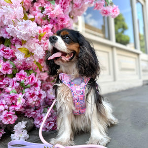4ft Rope Lead - Emily In Paris