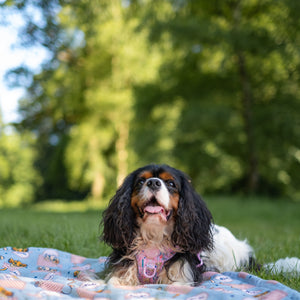 Disney© Dog Blanket - Lion Friends