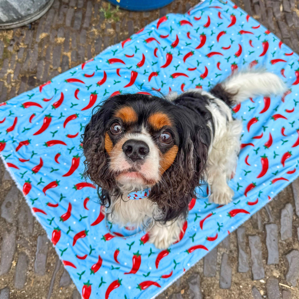 Dog Blanket - Stay Spicy