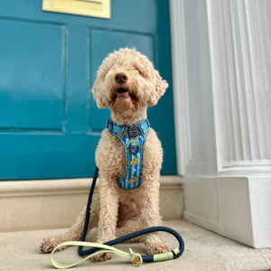 Disney© 4ft Rope Lead - Simba - Navy and Mint