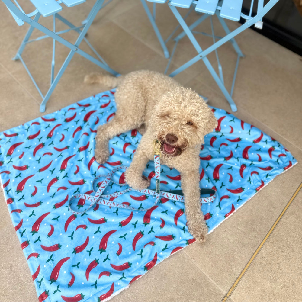 Dog Blanket - Stay Spicy