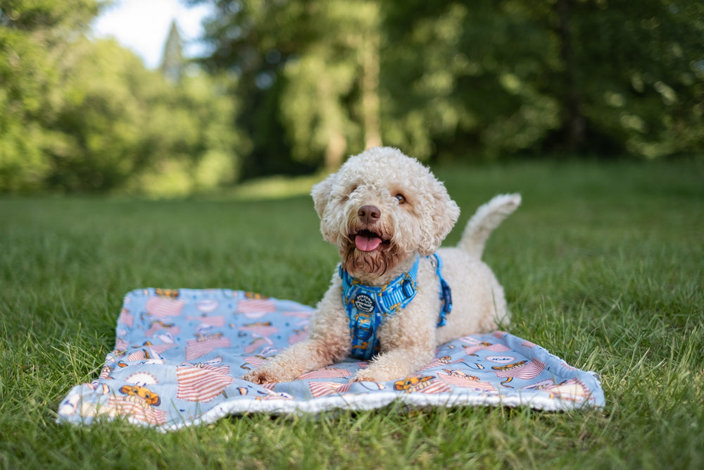 Disney© Dog Blanket - Lion Friends