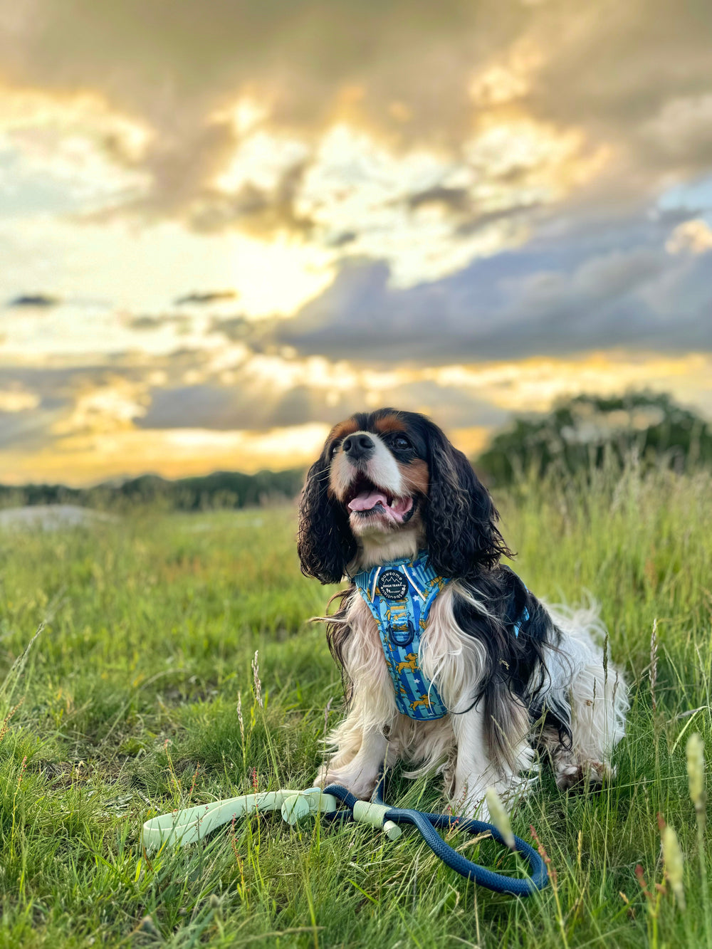 Disney© 4ft Rope Lead - Simba - Navy and Mint