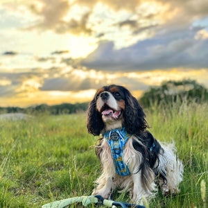 Disney© 4ft Rope Lead - Simba - Navy and Mint