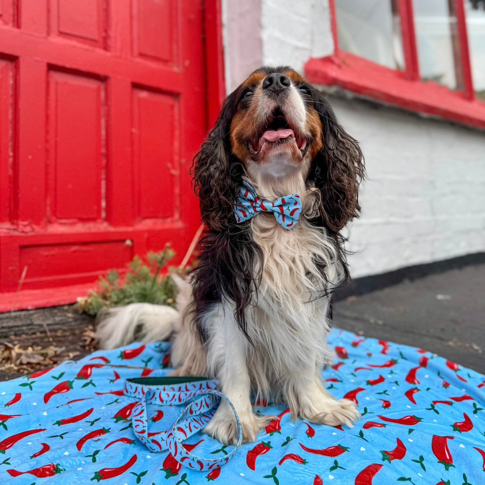 Bow Tie - Stay Spicy