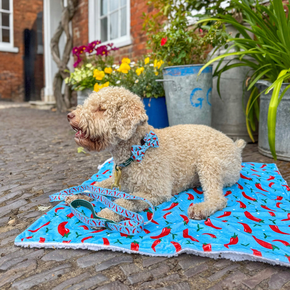 Dog Blanket - Stay Spicy