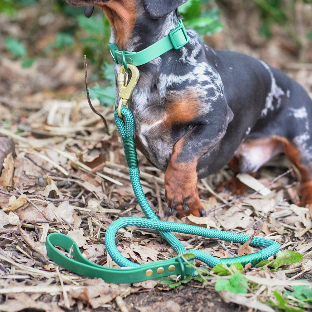 Disney© 4ft Rope Lead - Jungle Book