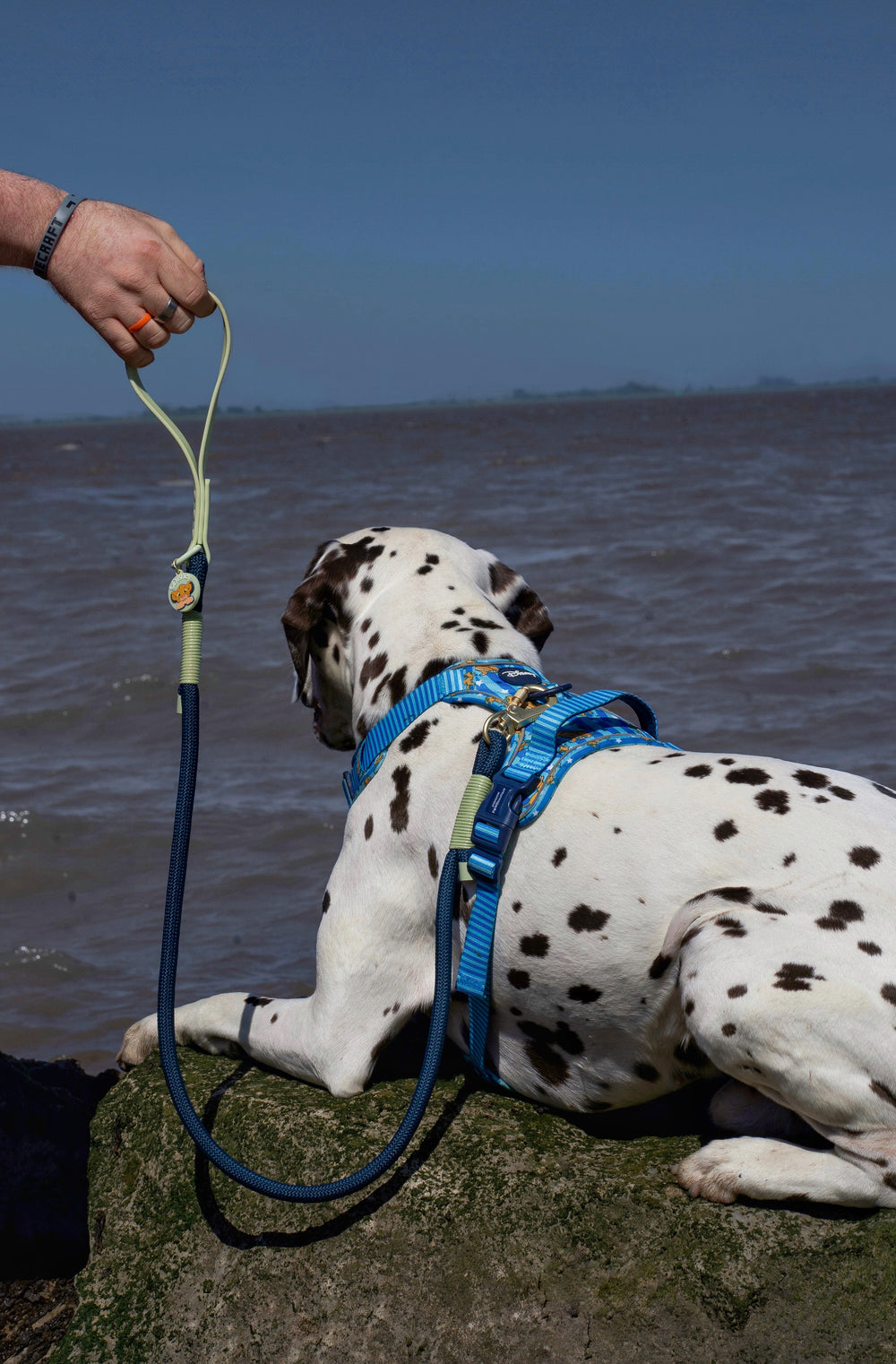 Disney© 4ft Rope Lead - Simba - Navy and Mint