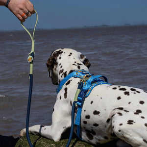 Disney© 4ft Rope Lead - Simba - Navy and Mint