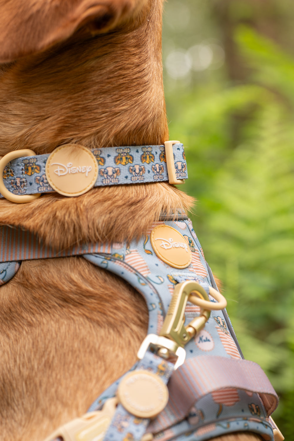 Disney© Collar - Lion Friends