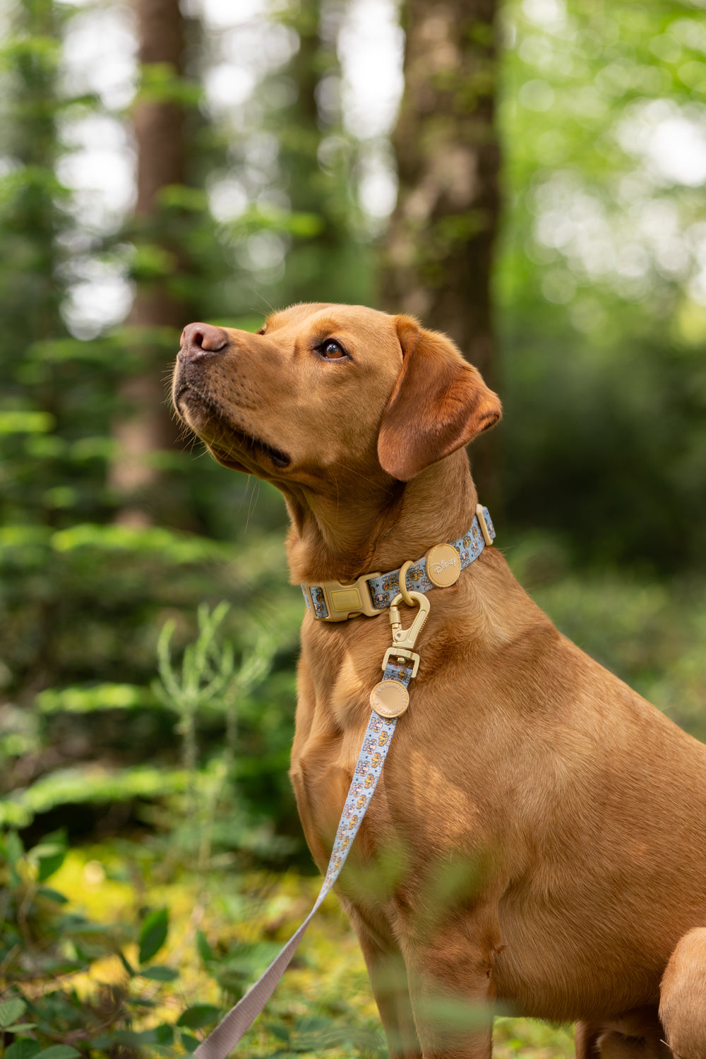 Disney© Lead - Lion Friends