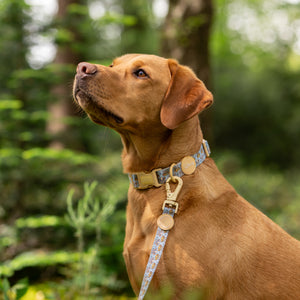 Disney© Lead - Lion Friends