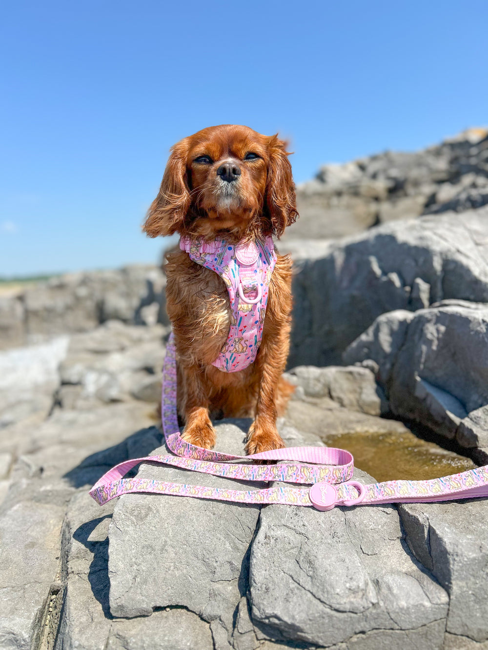 Disney© Lead - Nala