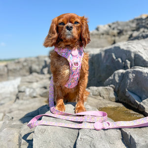 Disney© Lead - Nala