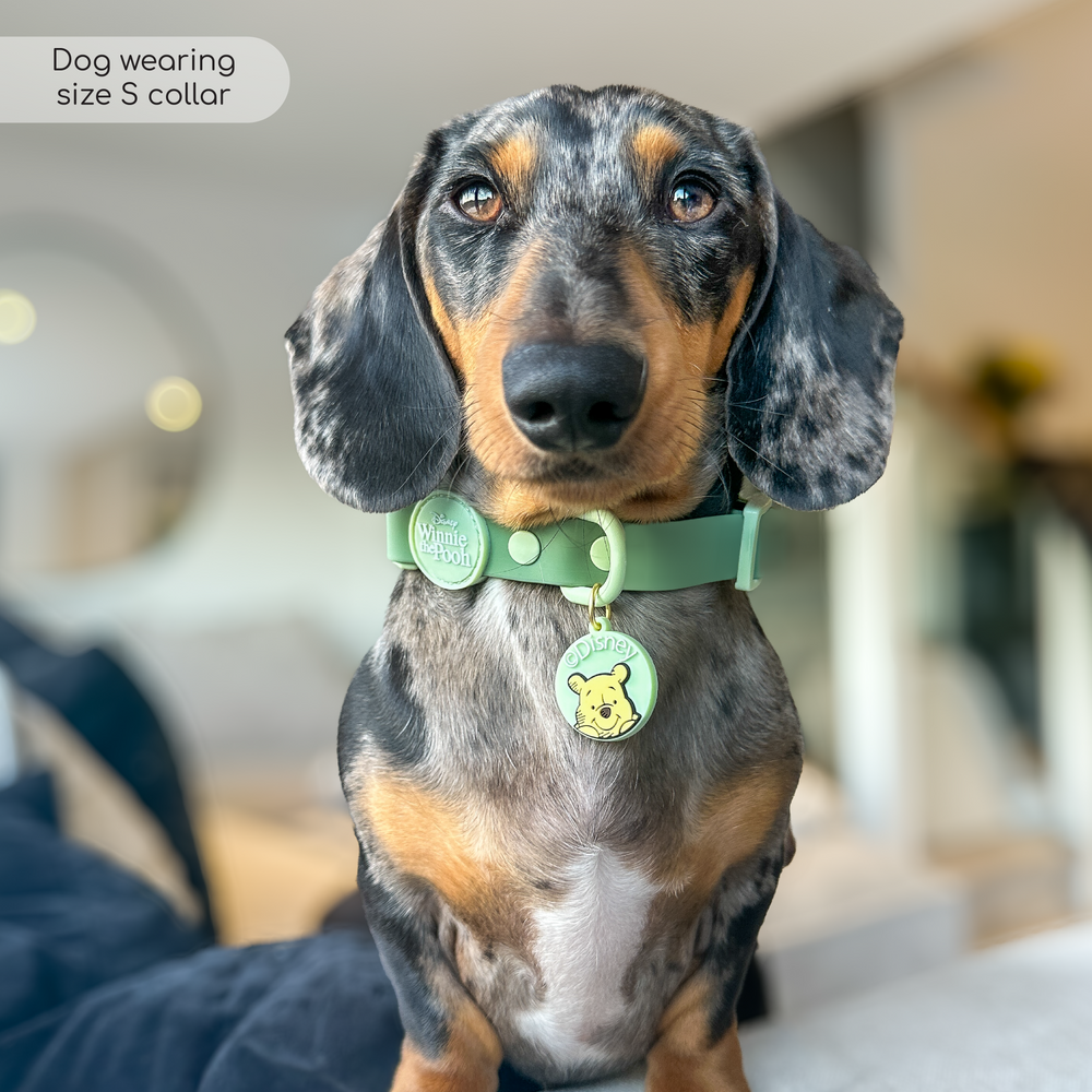 Disney© Waterproof Collar - 100 Aker Wood