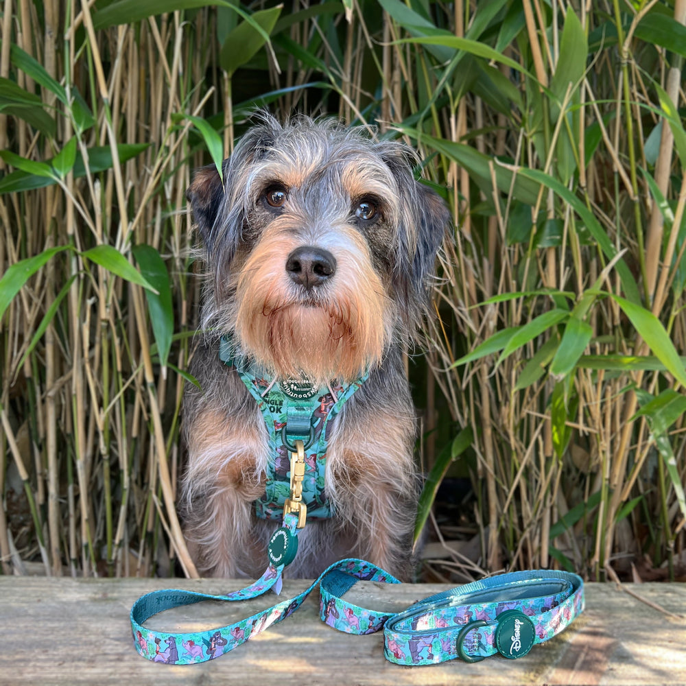 Disney© Disney©Lead - Jungle Book